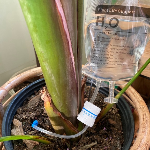 Plant IV - Plant Life Support - Picture 6 of 6